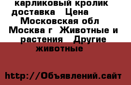 карликовый кролик. доставка › Цена ­ 500 - Московская обл., Москва г. Животные и растения » Другие животные   